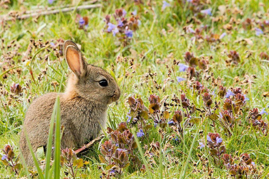 types of rabbits for pets