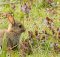 types of rabbits for pets