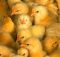 how to care for baby chicks