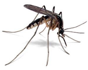 mosquito-illustration_360x286