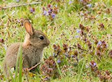 types of rabbits for pets