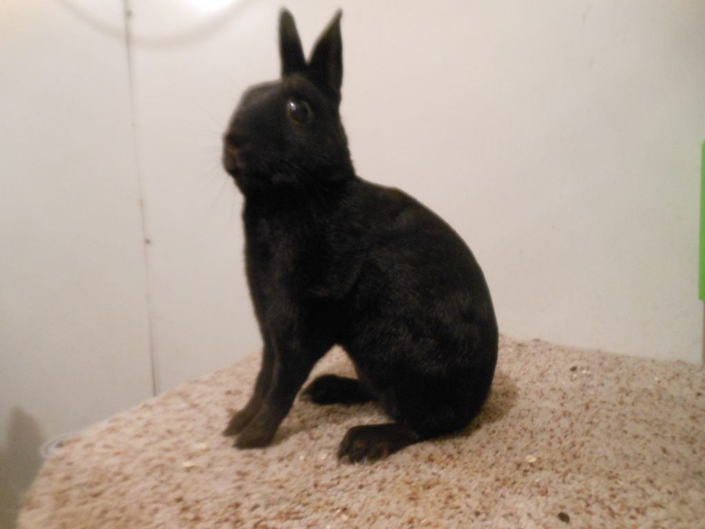 types of rabbits for pets