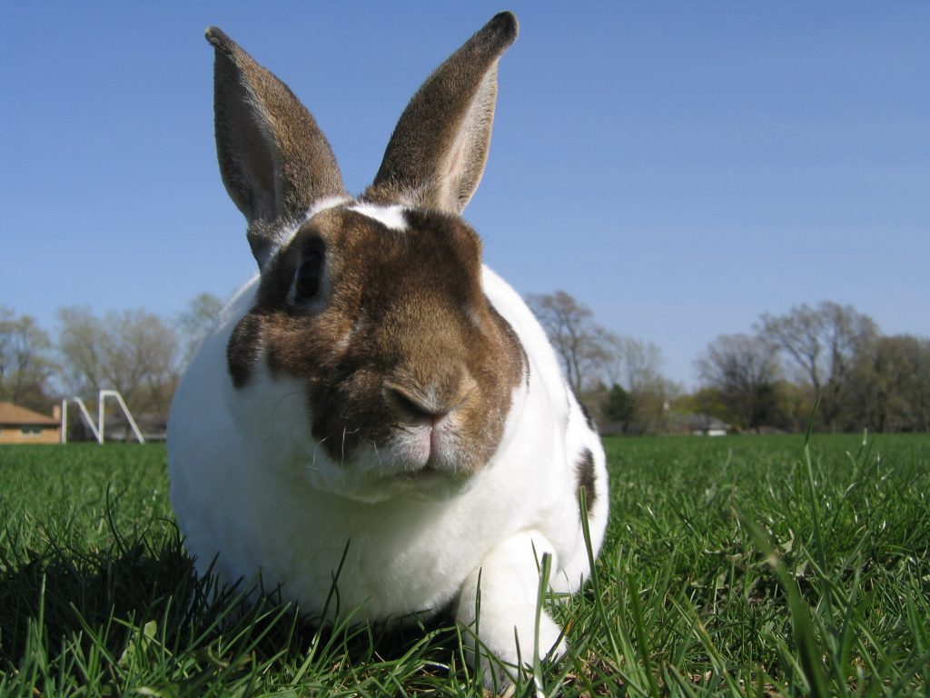 types of rabbits for pets