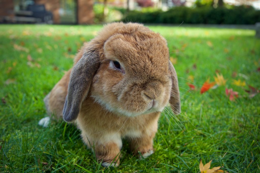 types of rabbits for pets