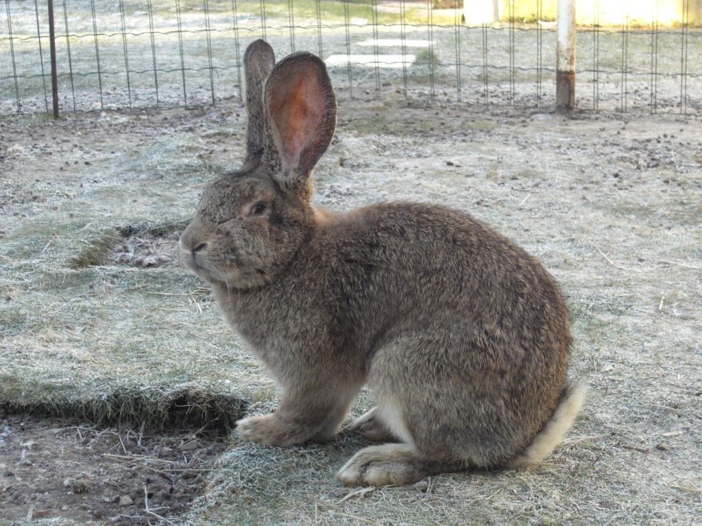types of rabbits for pets