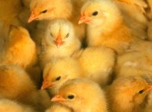 how to care for baby chicks